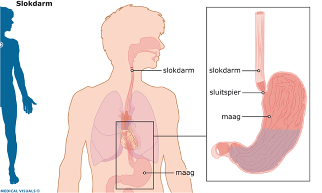 maag